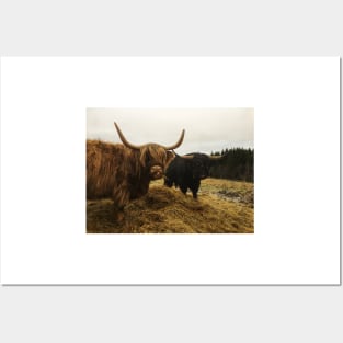 Scottish Highland Cattle Cow and Bull 2169 Posters and Art